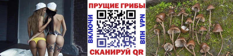 Галлюциногенные грибы Psilocybe  наркотики  Ладушкин 